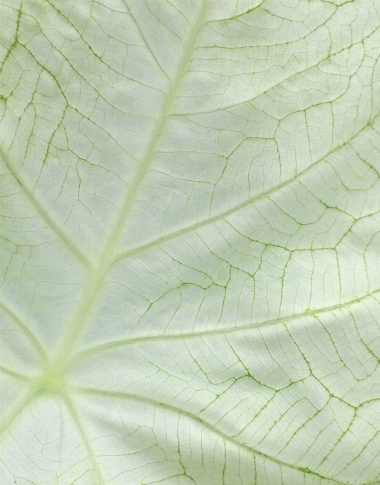 ブランチ 植物 葉 花