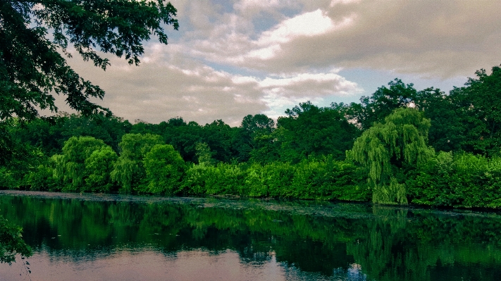 風景 木 水 自然 写真