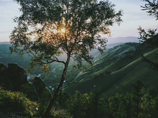 Landscape tree nature forest Photo