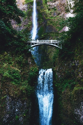 Tree water forest waterfall Photo