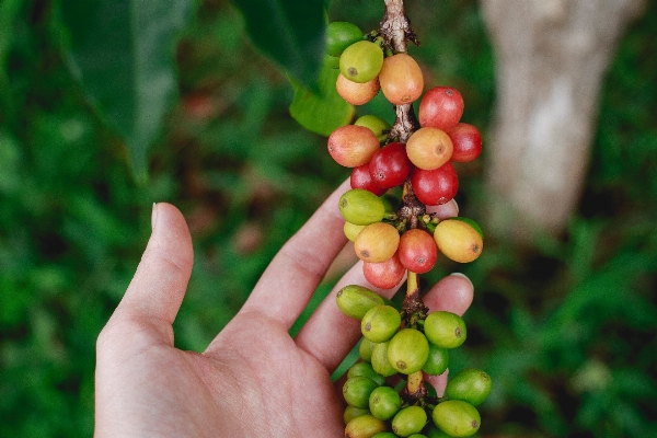 Hand tree branch plant Photo