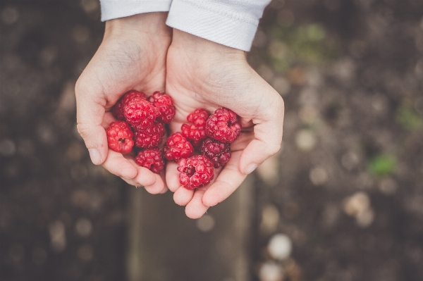 Hand plant photography raspberry Photo