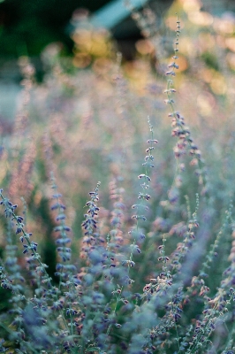 Nature grass plant meadow Photo