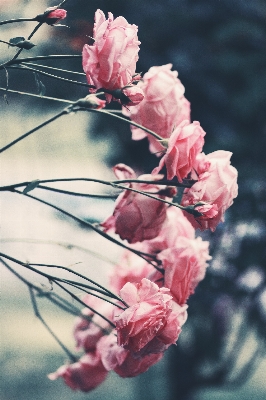 Branch blossom plant photography Photo