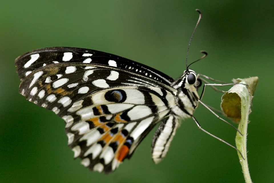 Natura skrzydło fotografia owad