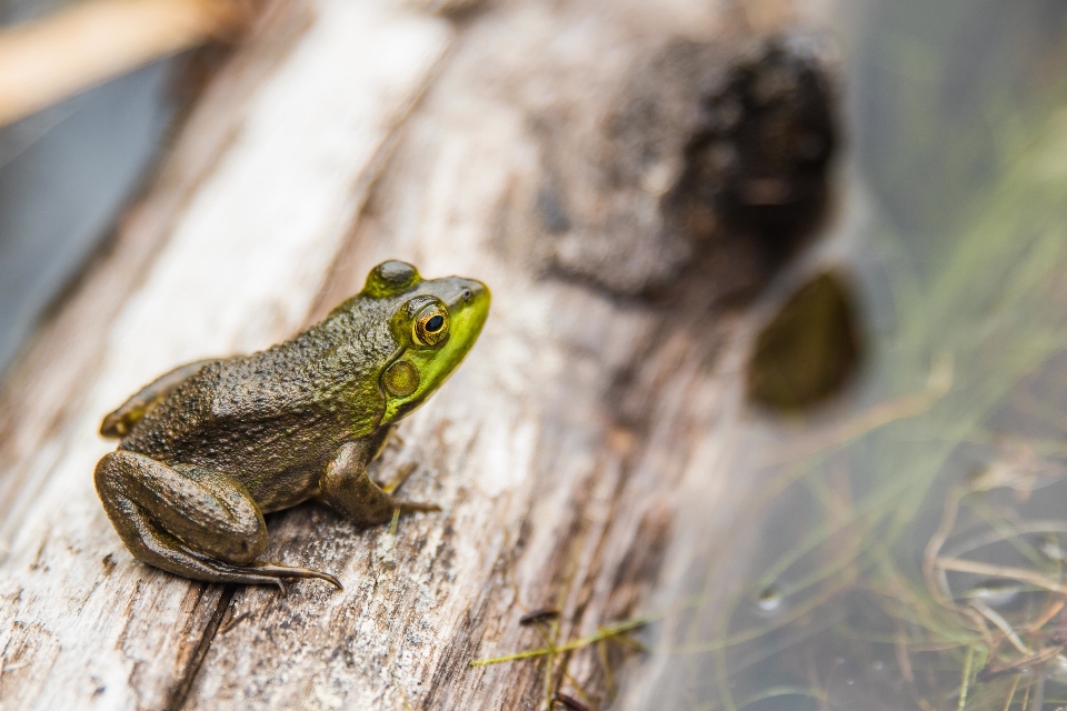 água natureza animais selvagens registro