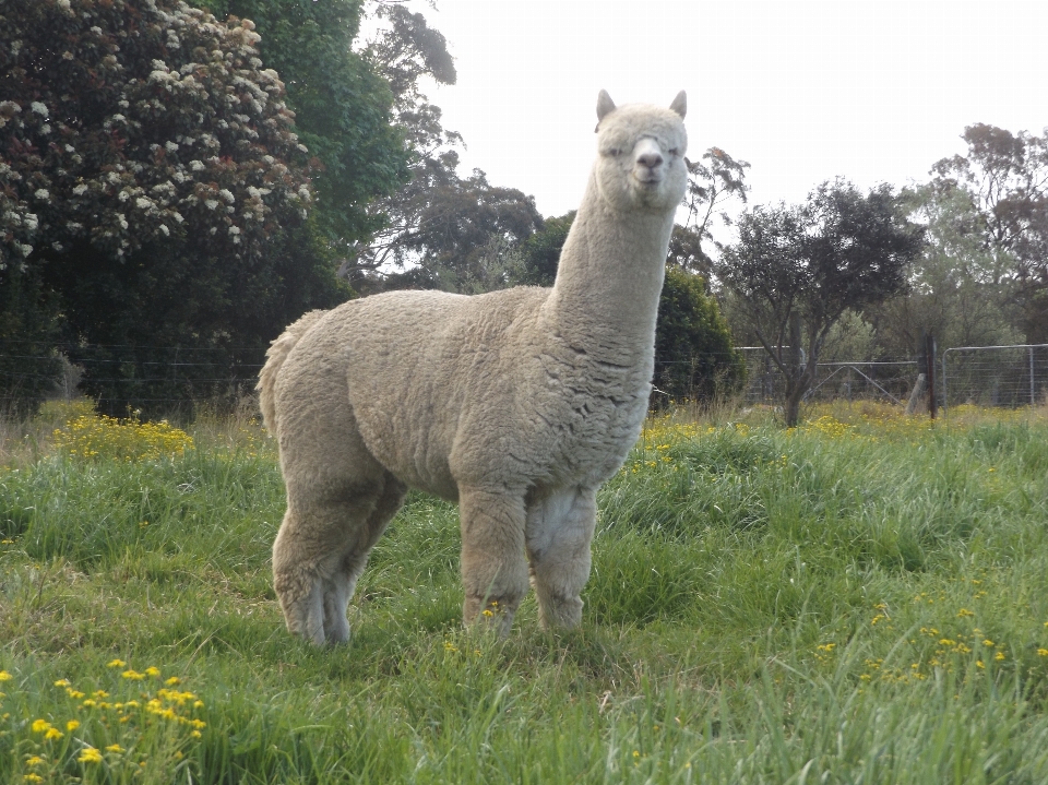 Pasture grazing mammal fauna