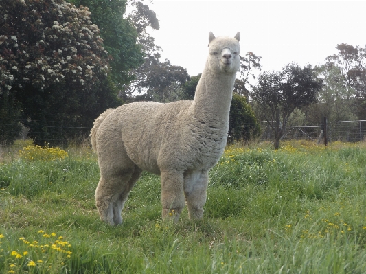 Pasture grazing mammal fauna Photo