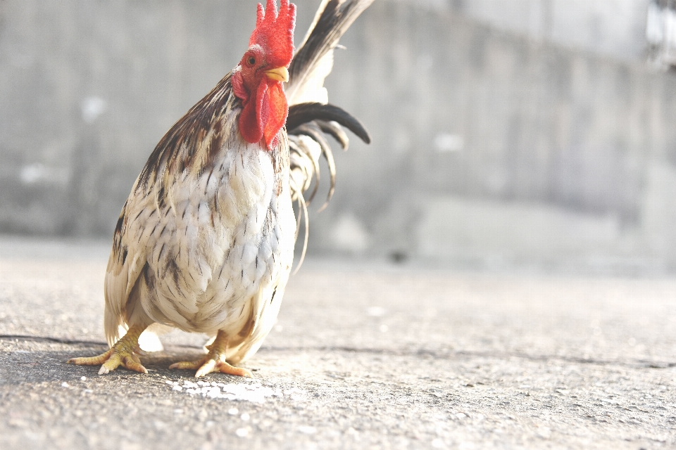 Pássaro asa animais selvagens bico