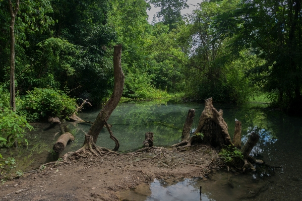 Forest swamp wilderness river Photo