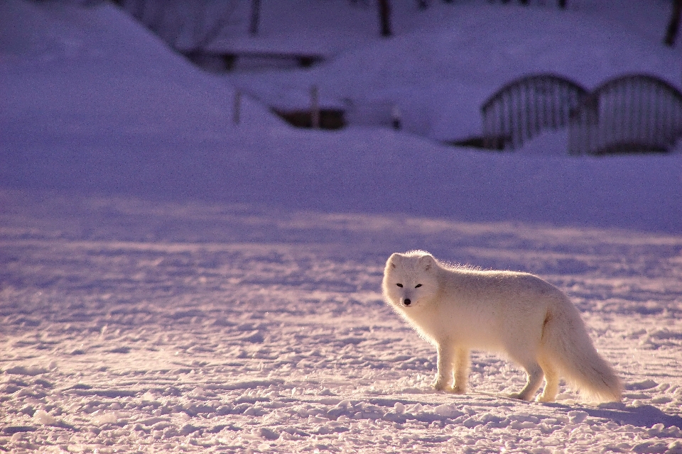 Nevicare inverno animale tempo atmosferico