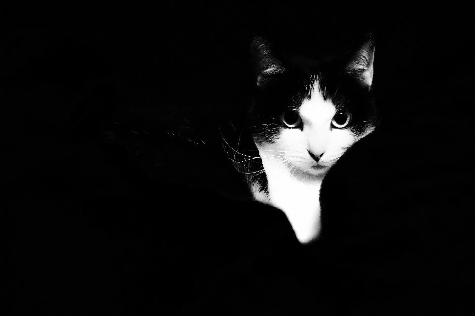 Bianco e nero
 gatto mammifero