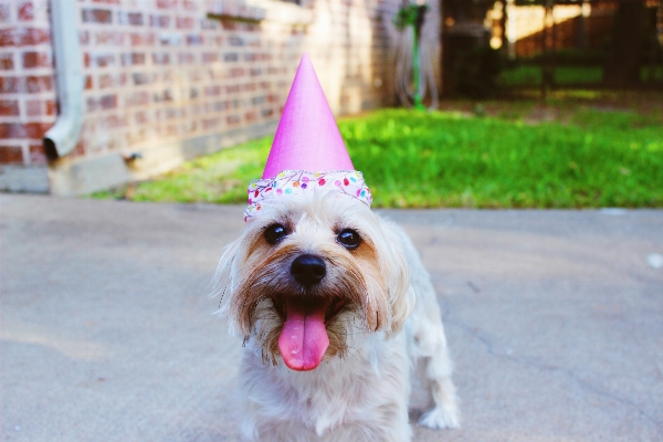 Foto Anjing satwa peliharaan mamalia