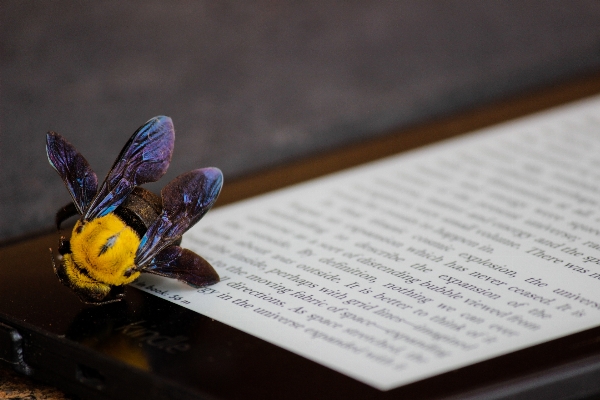 Photo Kindle tablette insecte bleu