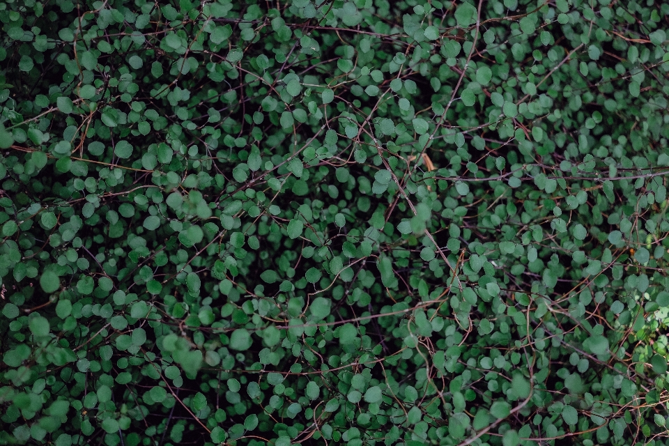 Tree grass branch plant