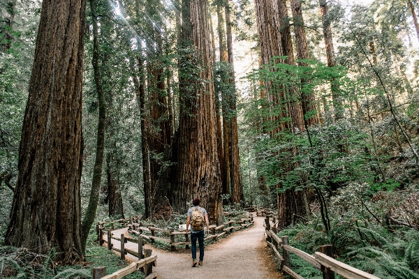 Tree forest path wilderness Photo