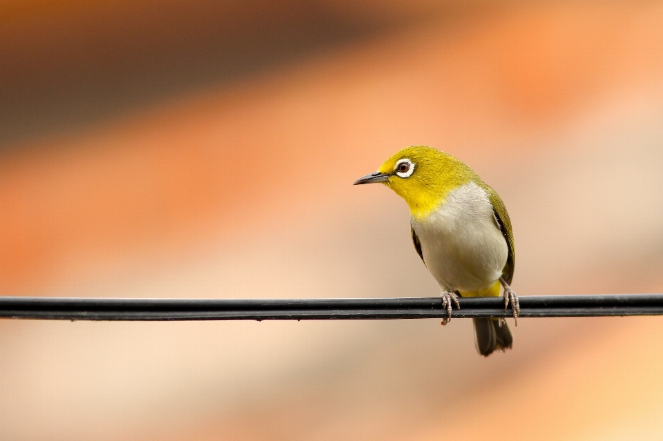 Bifurquer oiseau aile faune