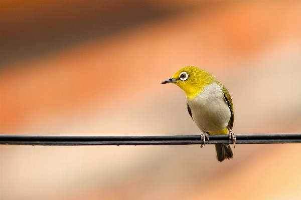 Foto Cabang burung sayap margasatwa