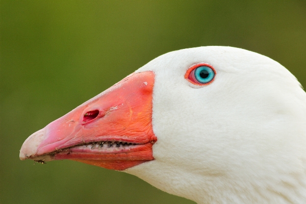 Bird wing seabird beak Photo