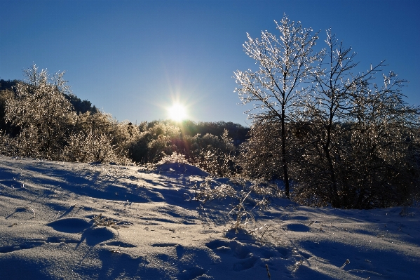 Landscape tree nature forest Photo