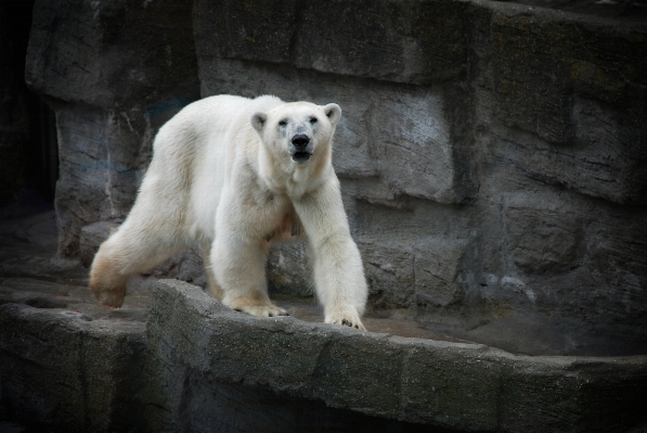 White animal bear zoo Photo