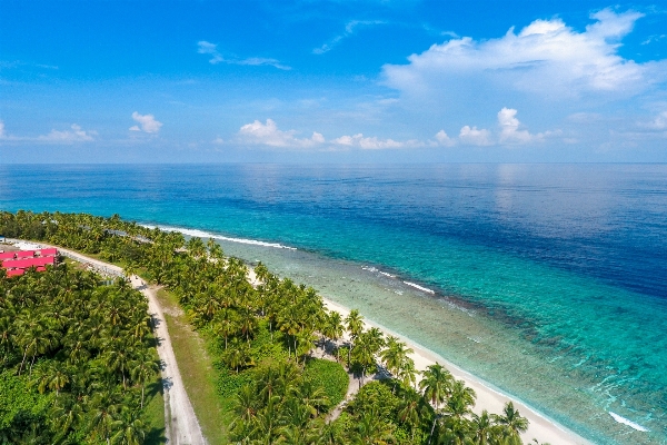 ビーチ 海 海岸 木 写真