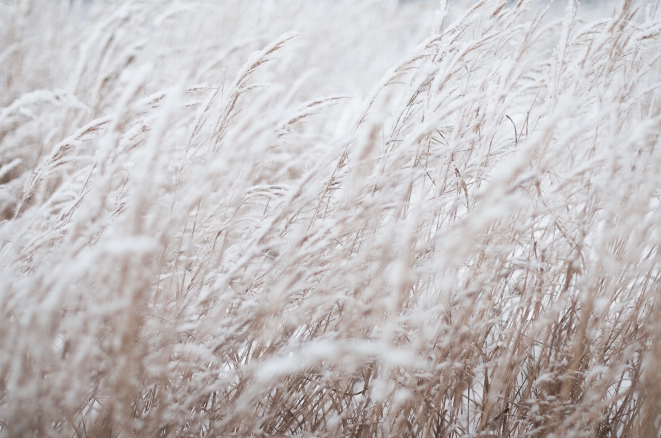 Grass sand branch snow