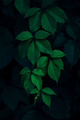 Tree nature branch plant Photo