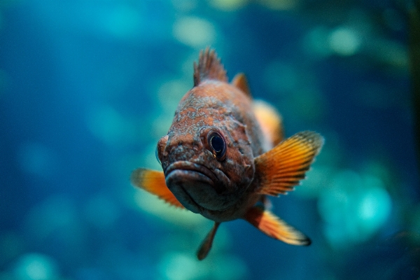 Water underwater orange tropical Photo