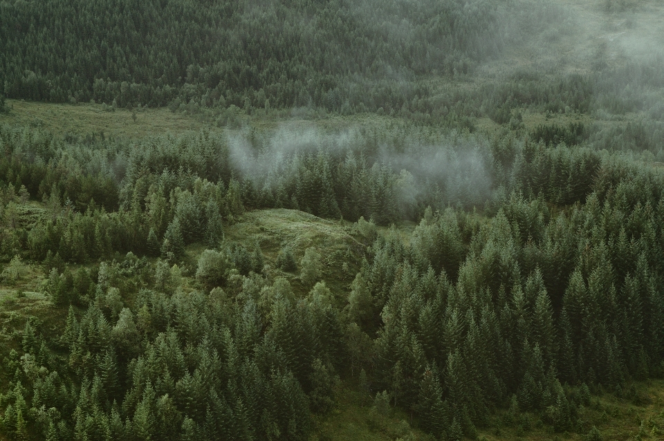 árbol naturaleza bosque césped