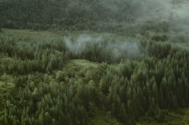 Tree nature forest grass Photo