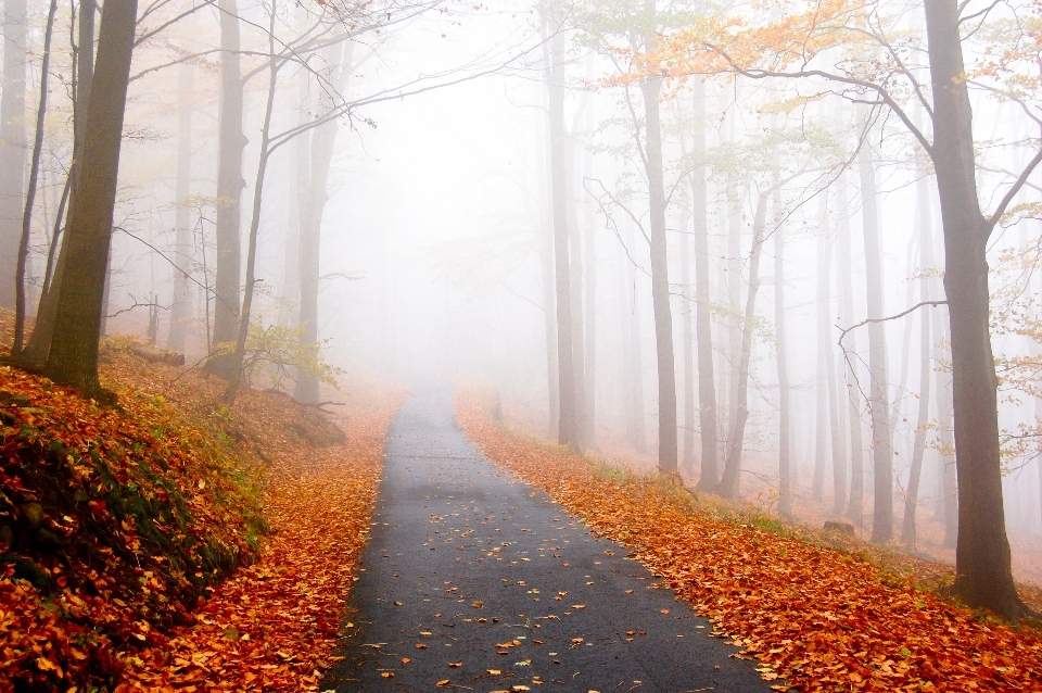 Arbre forêt hiver brouillard