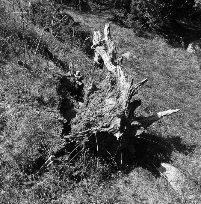 árbol naturaleza bosque desierto
