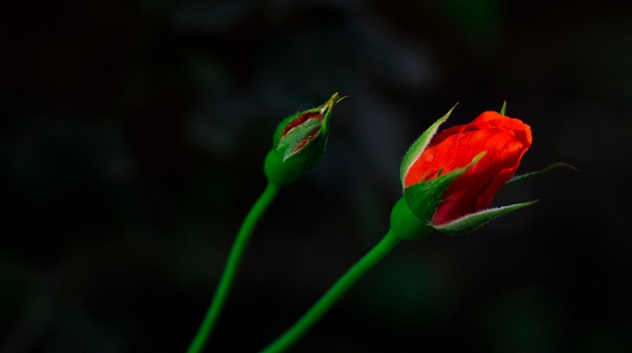 Plant leaf flower petal Photo