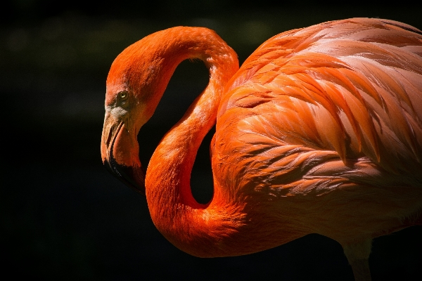 Foto Burung sayap paruh merah jambu