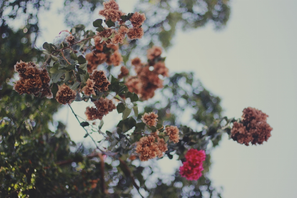 Tree branch blossom plant