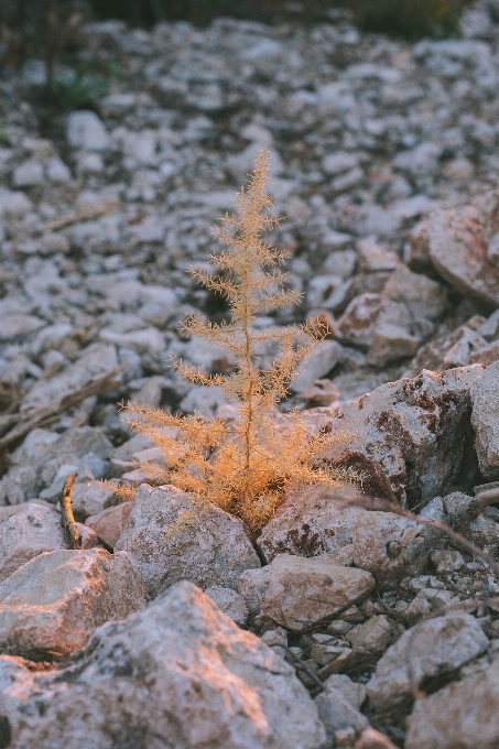 árbol naturaleza rock rama