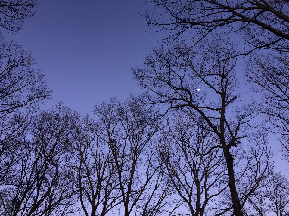 Tree nature forest branch