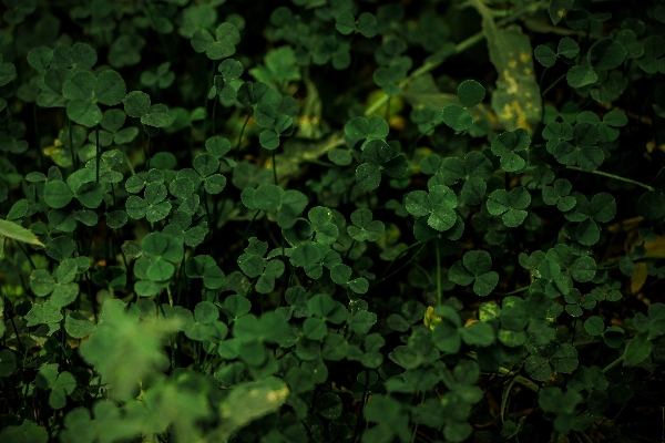 Nature grass plant leaf Photo