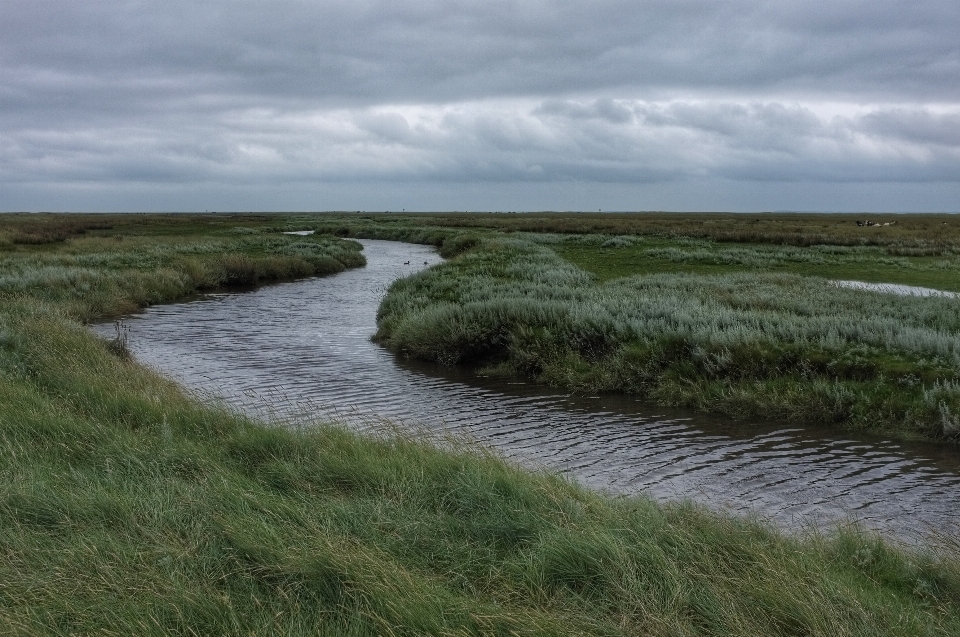 Mer côte herbe le marais
