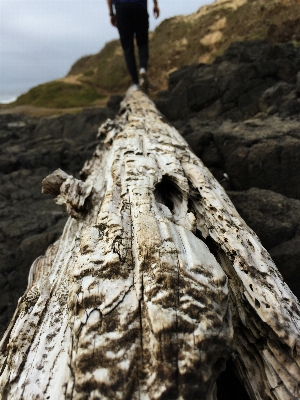 木 自然 rock トランク 写真