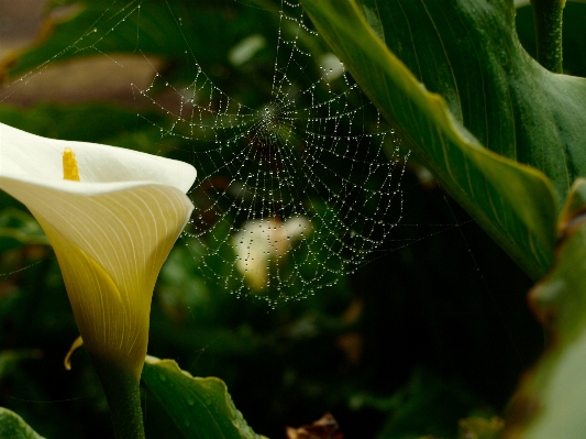 Foto Natureza grama plantar fotografia