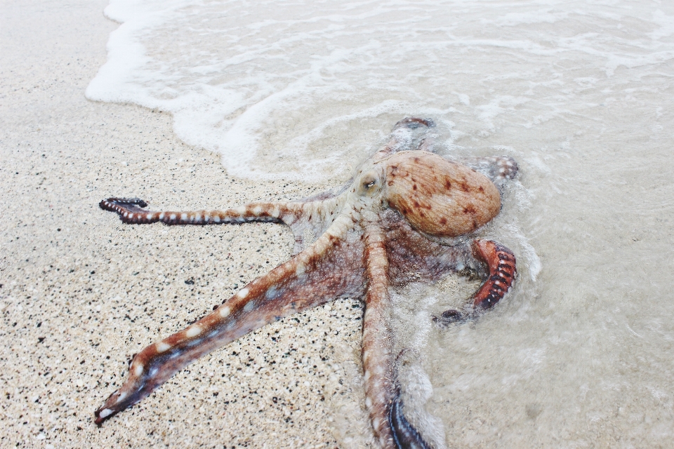 Beach sand biology seafood