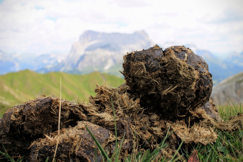 Baum natur gras rock