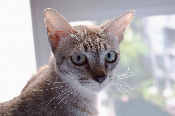 Cat mammal fauna whiskers Photo