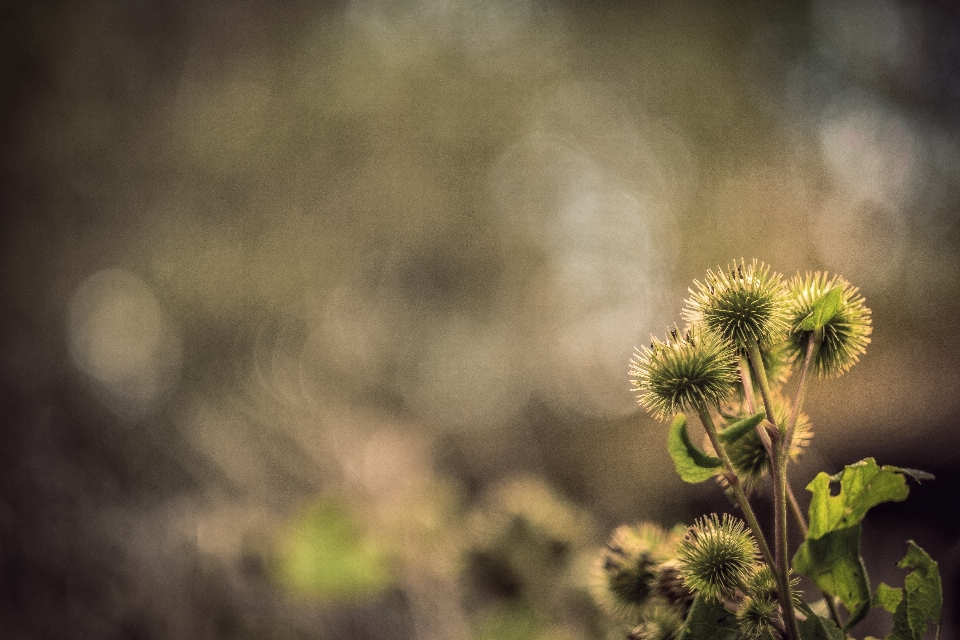 Natur gras anlage feld