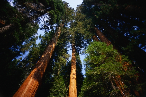 Tree nature forest branch Photo