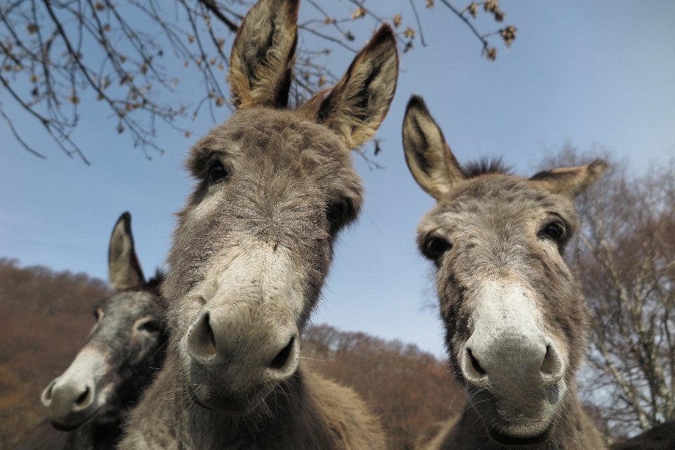 Tierwelt säugetier fauna esel