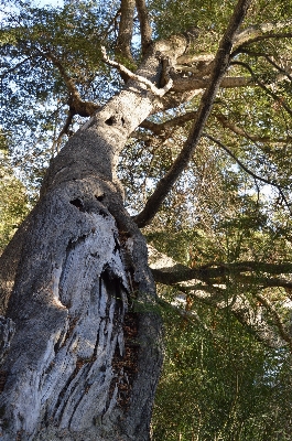 Tree nature forest branch Photo