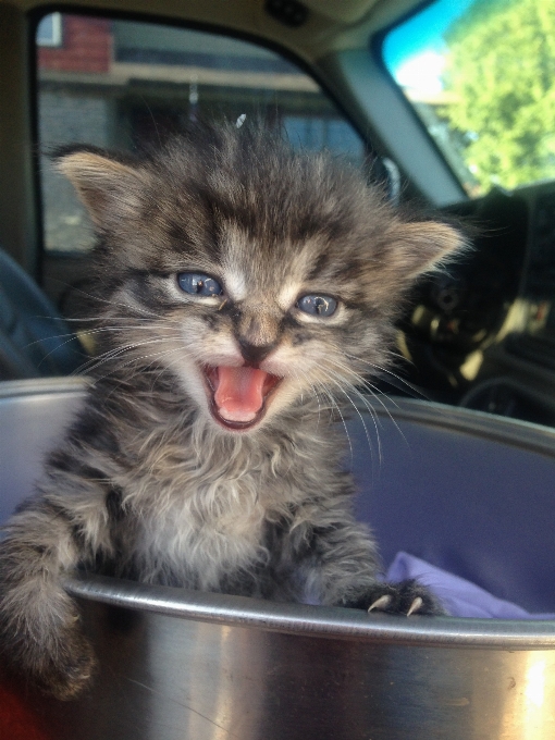 Chaton chat mammifère moustaches
